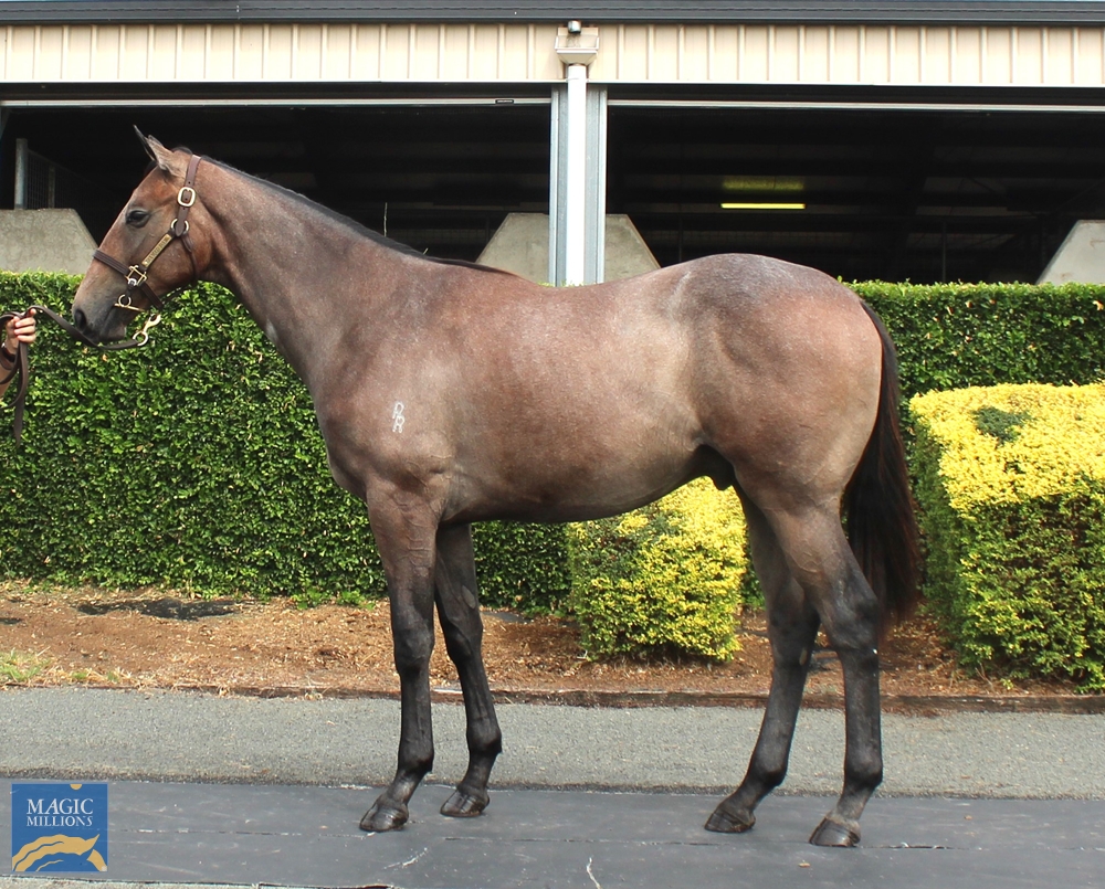 2023 Gold Coast March Yearling Sale Lot 249 Top Echelon (AUS